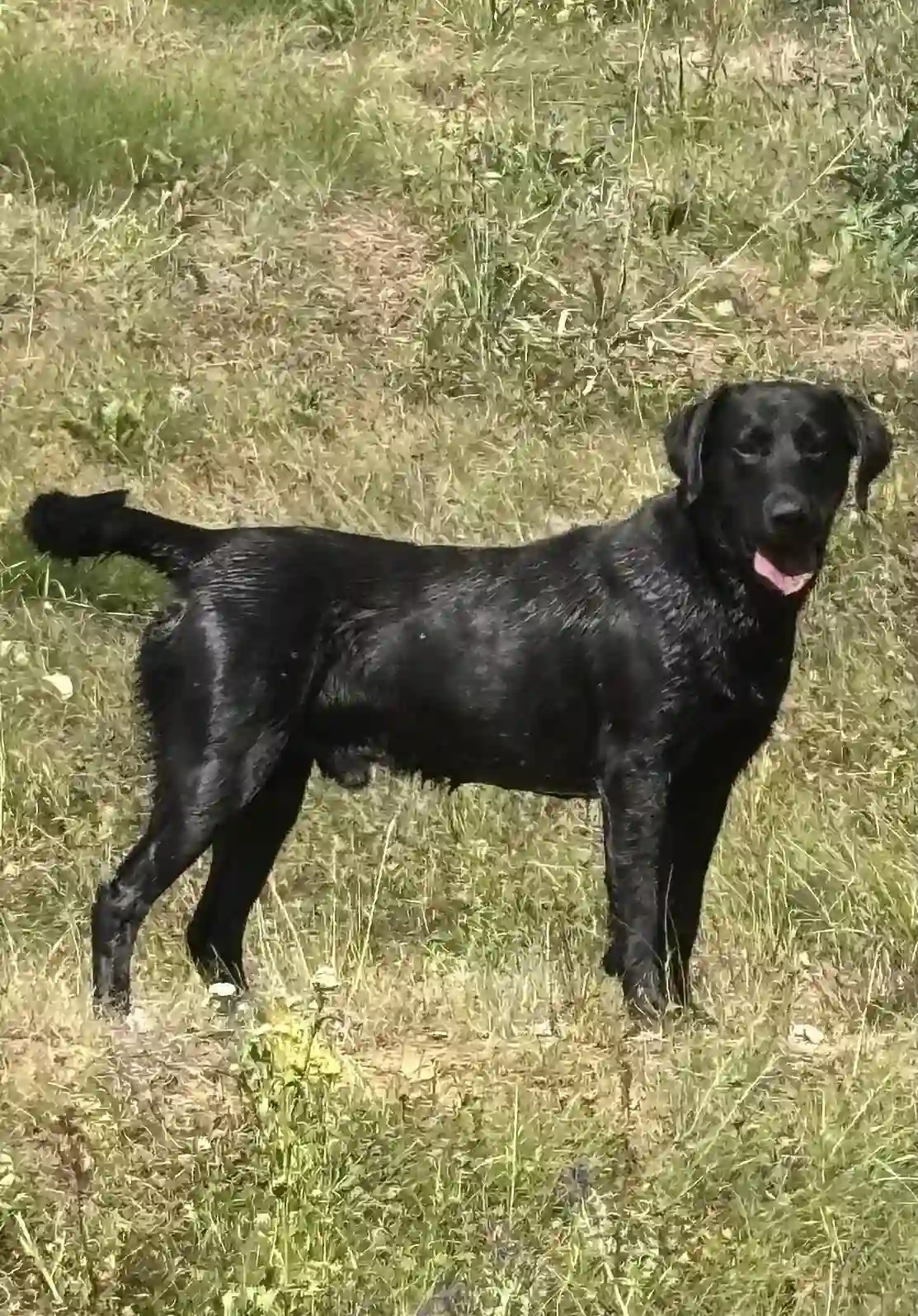 Czarny labrador w wysokiej trawie
