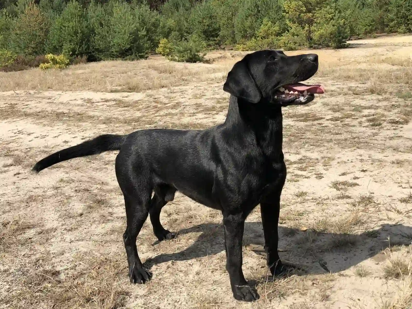 Czarny labrador stojący w naturalnym plenerze
