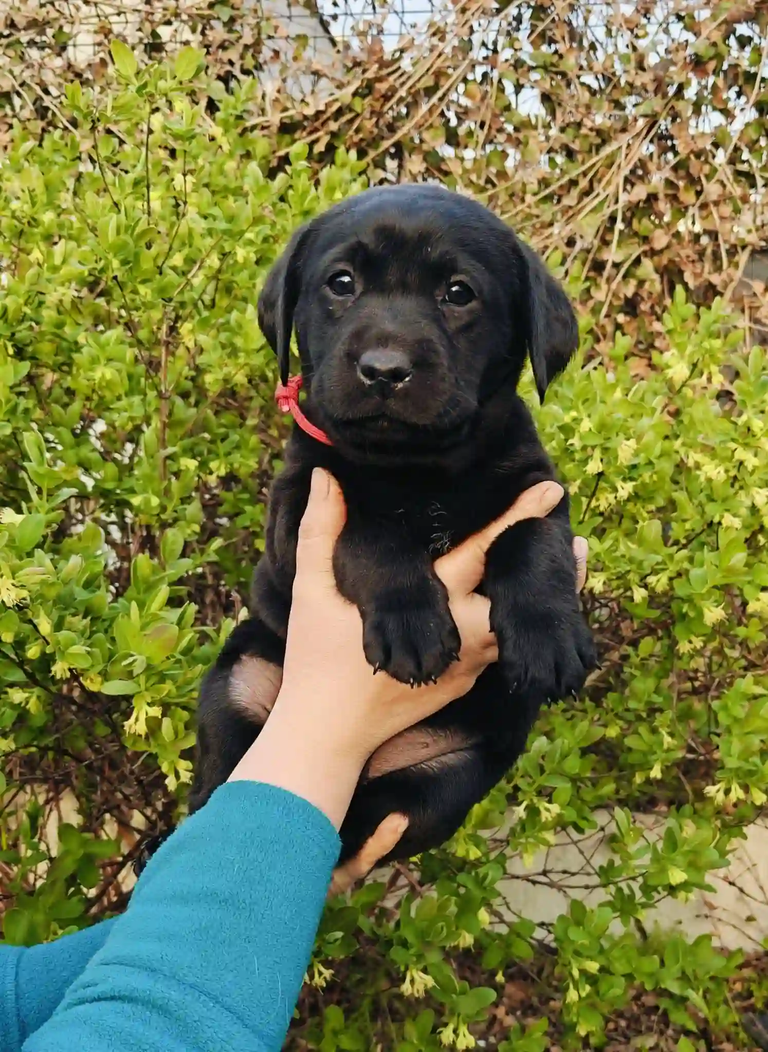 Czarny szczeniak labradora trzymany w dłoniach