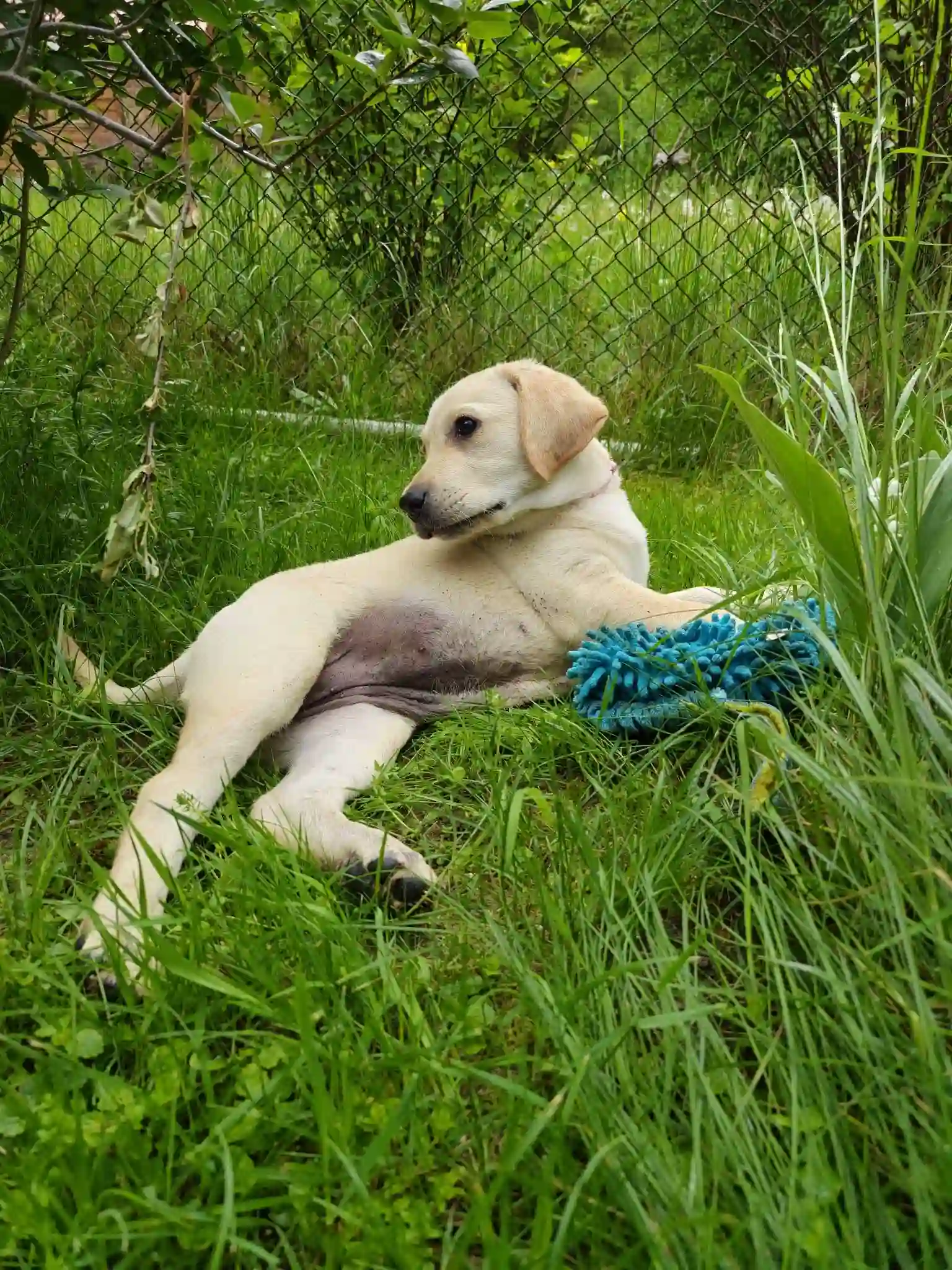Biszkoptowy szczeniak labradora leżący w ogrodzie